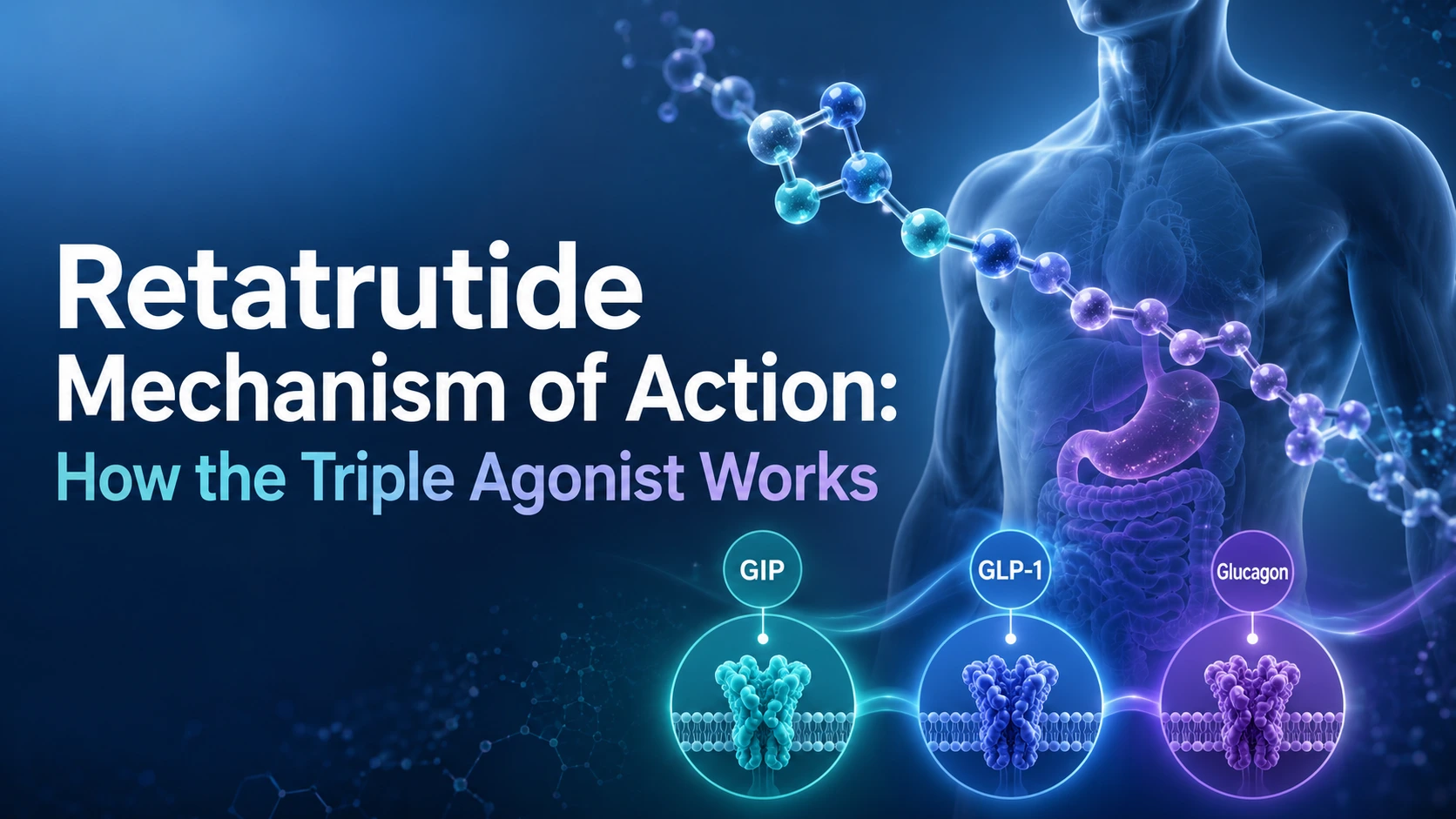 Horizontal medical graphic showing a blue-toned human torso, molecular structure, and labeled GIP, GLP-1, and glucagon receptor pathways with the text “Retatrutide Mechanism of Action: How the Triple Agonist Works.”
